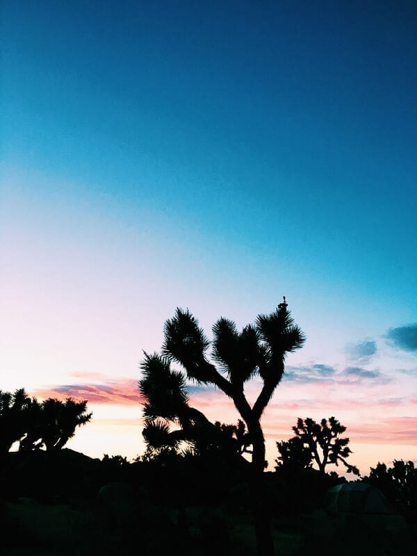 Joshua Tree Sunset