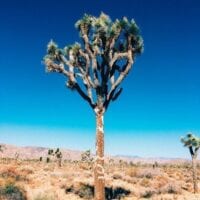 Joshua Tree
