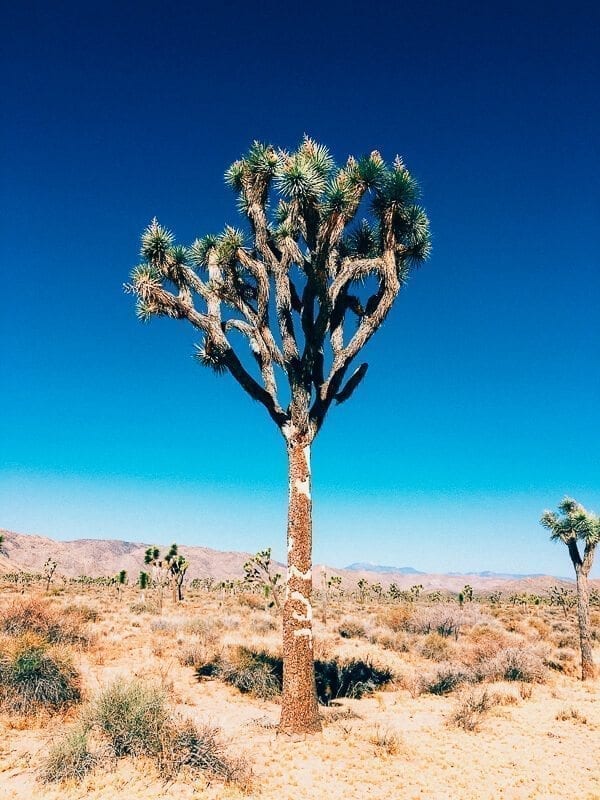Joshua Tree & Desert Adventures