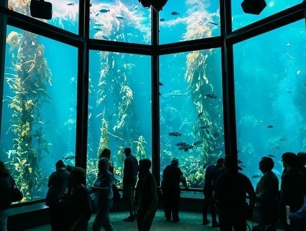 Monterey Bay Aquarium, by thewoksoflife.com