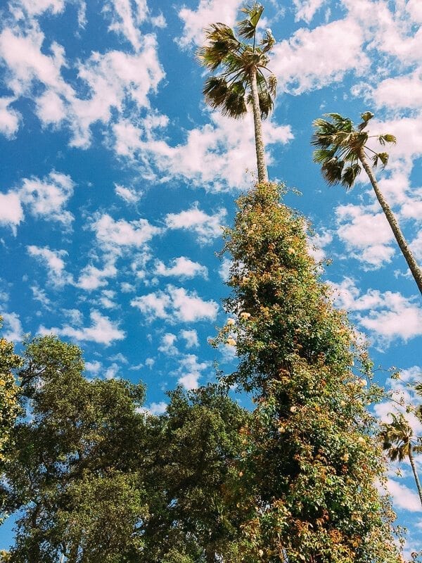 Roses and Palm Trees, by theewoksoflife.com