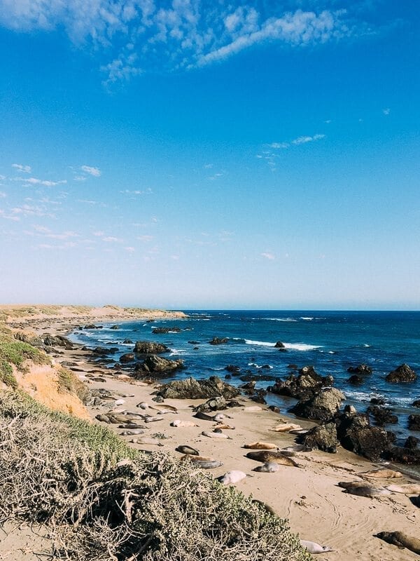 Elephant Seals, by thewoksoflife.com