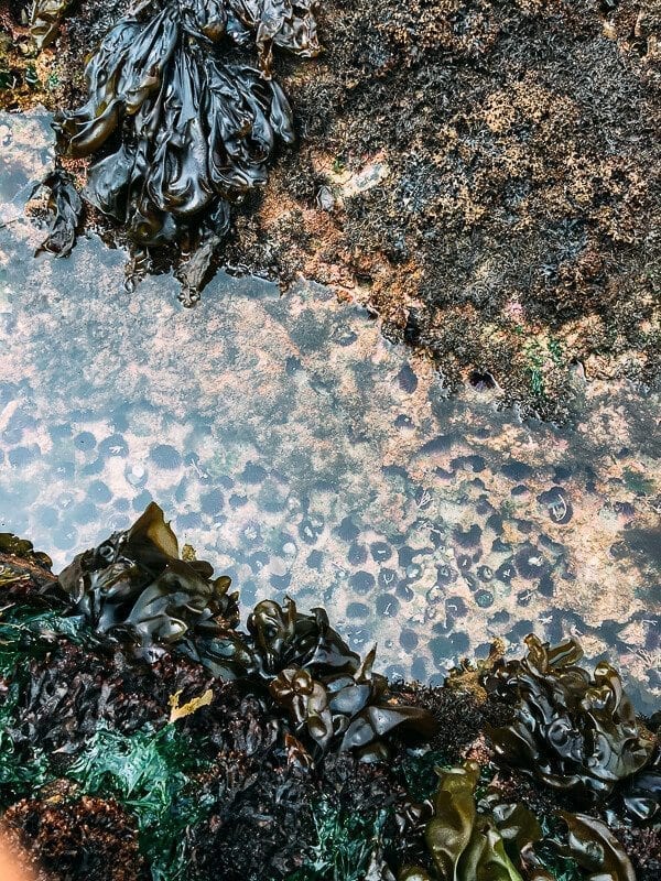 Point Lobos, by thewoksoflife.com