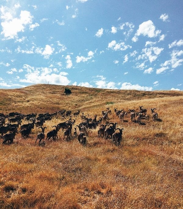 Hearst Castle, by thewoksoflife.com
