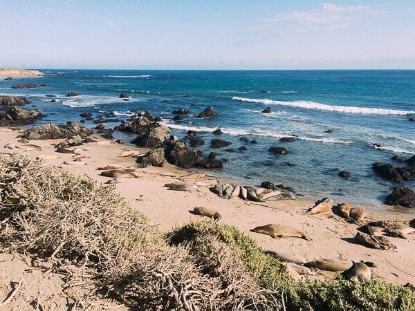 California Coast Elephant Seals, by thewoksoflife.com