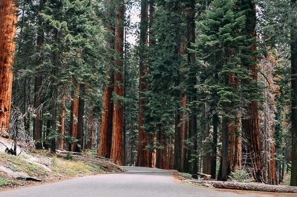 Sequoia National Park road