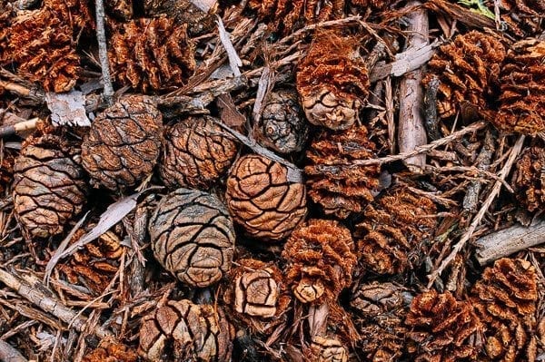 Sequoia Pinecones