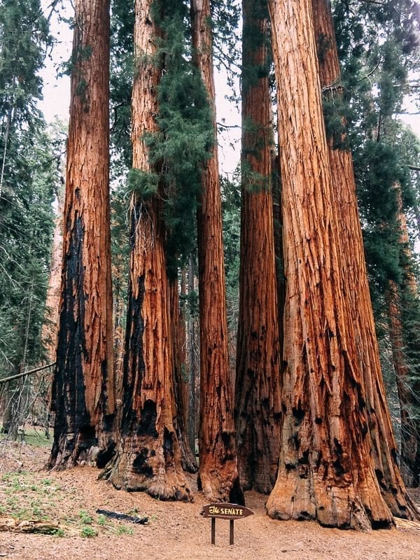 Congress Trail Senate