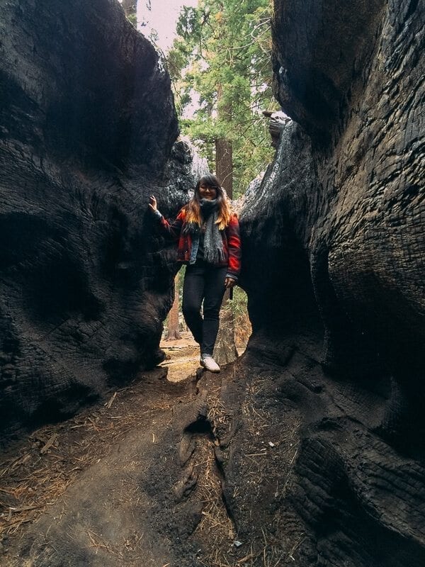 sequoia-national-park-17