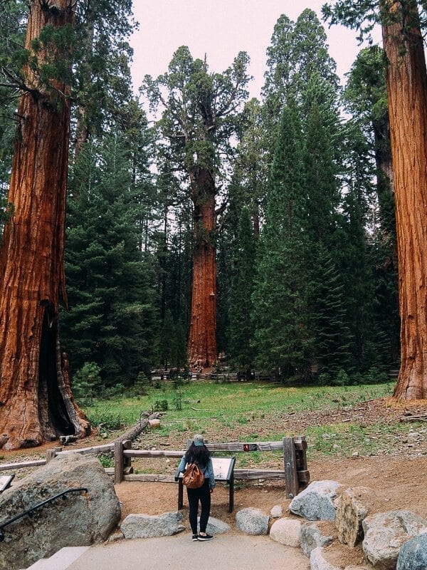 Somewhere In the Woods: Sequoia National Park