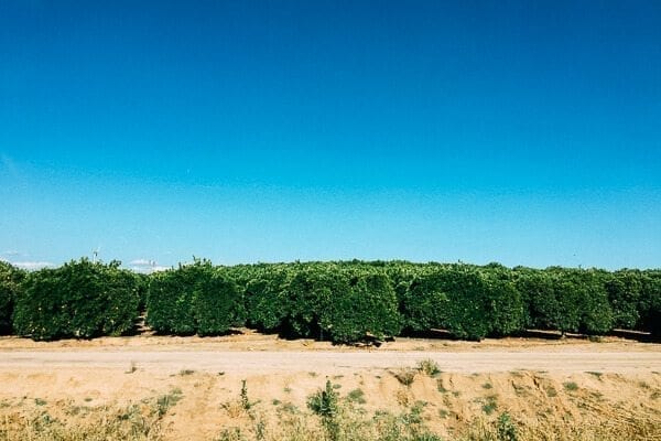 California Citrus Grove