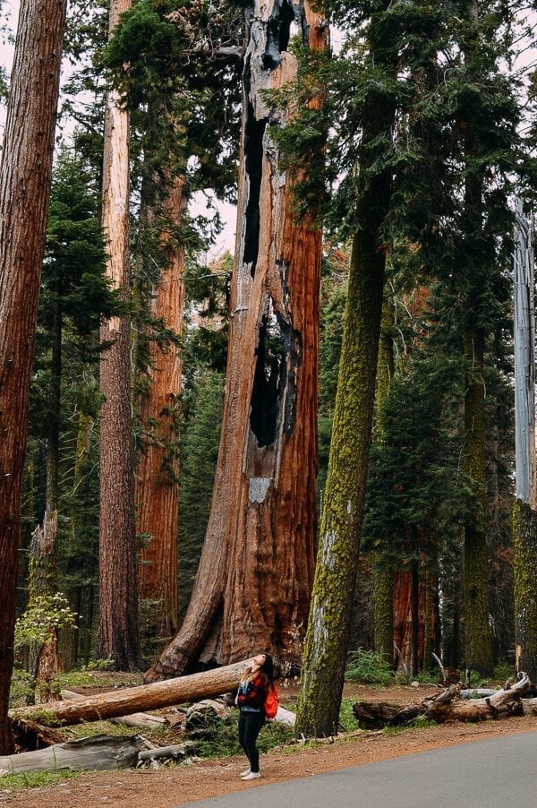 Giant Sequoia