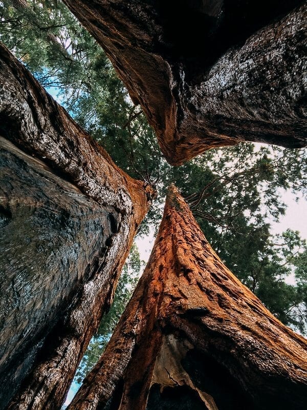 Giant Sequoia Trees