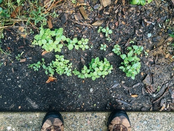 Pork and Holy Basil Stir-fry (Pad Kra Pao), by thewoksoflife.com