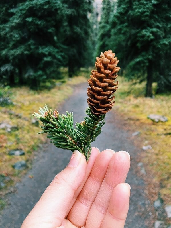 Pinecone