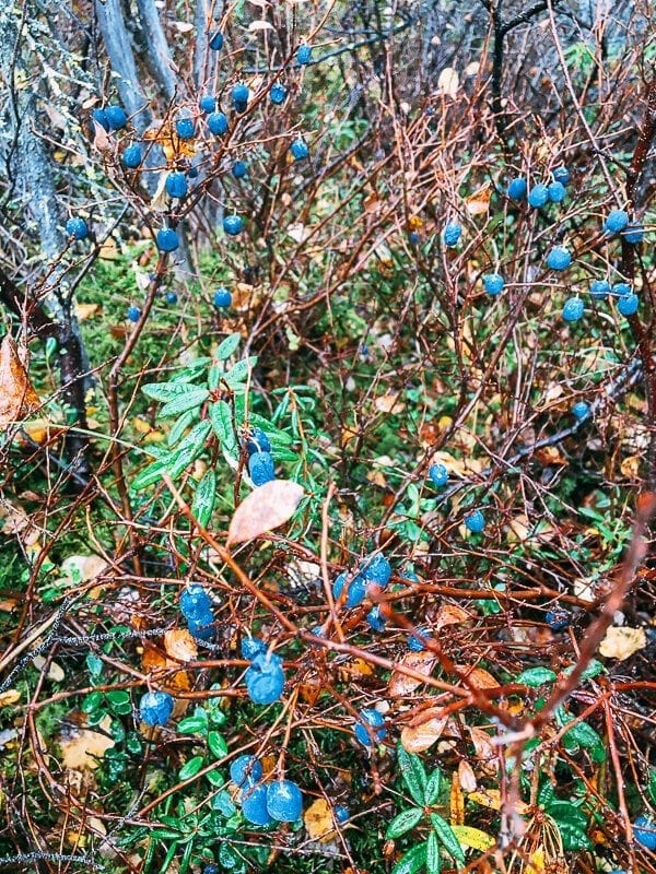Wild Blueberries