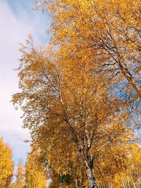 alaska-impressions-56