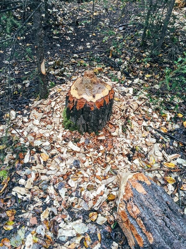 Beaver Log