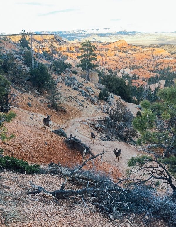 Bryce Canyon Mule Deer