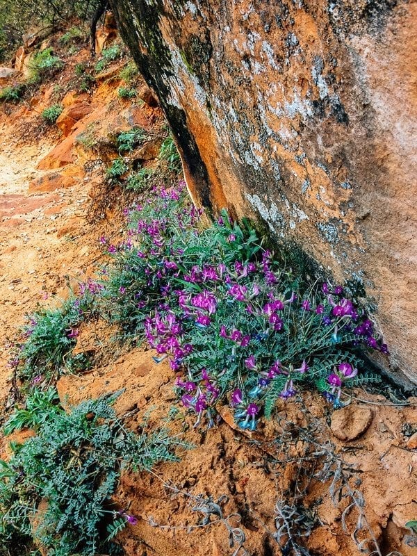 Zion Upper Emerald Pools