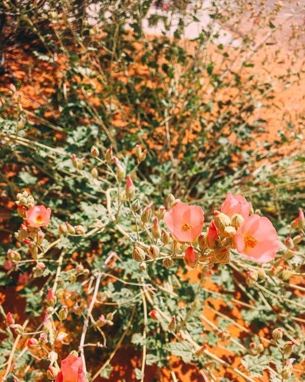 Valley of Fire State Park, by thewoksoflife.com