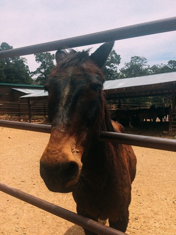 Grand Canyon Mule, by thewoksoflife.com