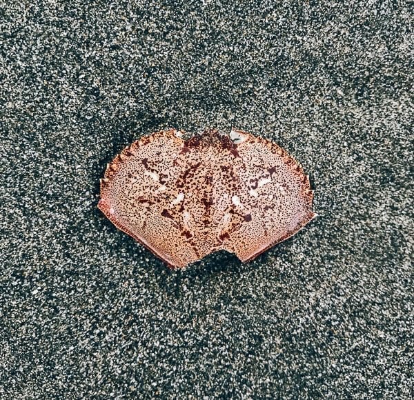 Crab Shell, by thewoksoflife.com