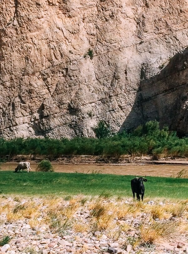 Boquillas Canyon Cows, Big Bend National Park - thewoksoflife.com