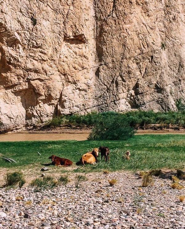 Boquillas Canyon Cows, Big Bend National Park - thewoksoflife.com