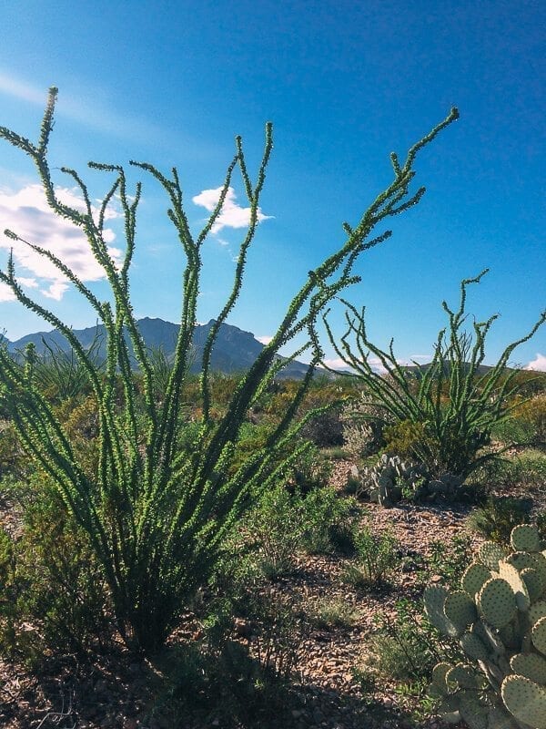 Big Bend National Park, by thewoksoflife.com