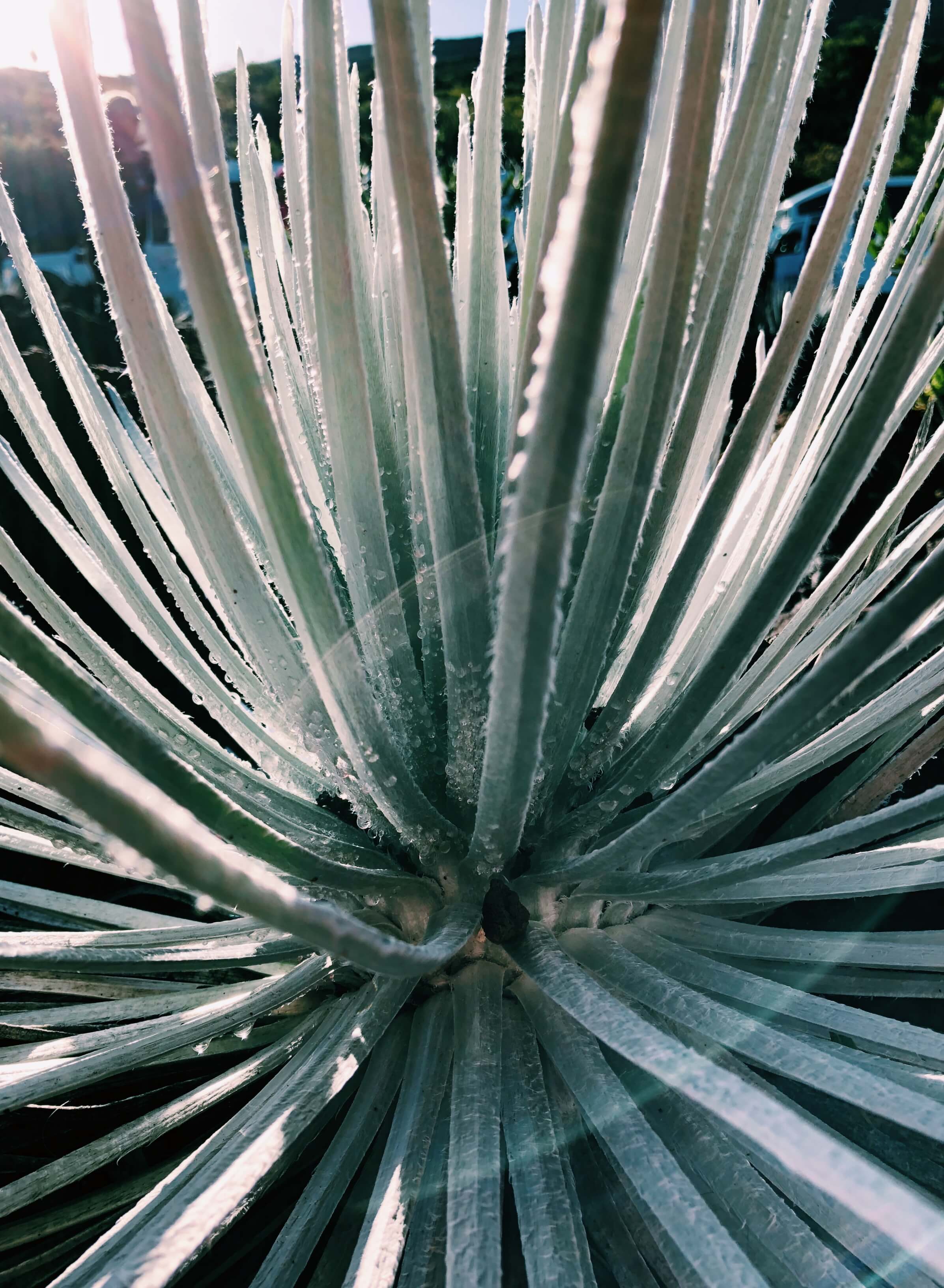 23 Things to Do in Maui, by thewoksoflife.com