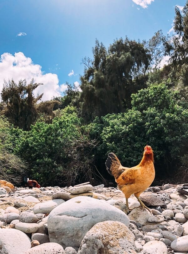 23 Things to Do in Maui, by thewoksoflife.com