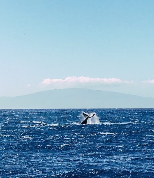 23 Things to Do in Maui, by thewoksoflife.com
