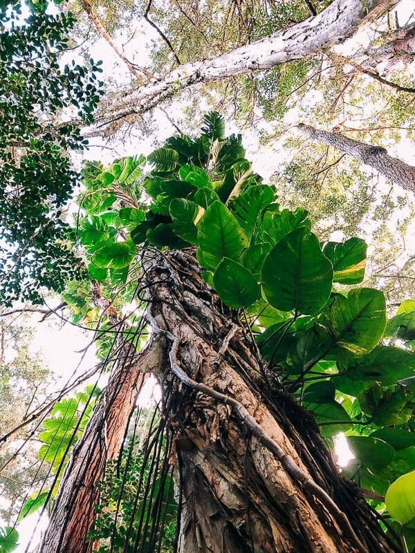 23 Things to Do in Maui, by thewoksoflife.com