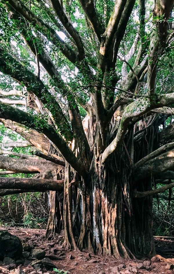 23 Things to Do in Maui, by thewoksoflife.com