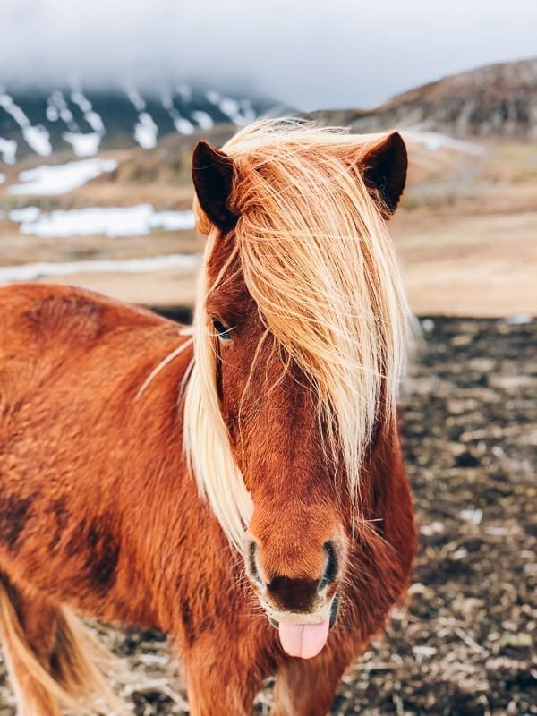 Icelandic Horse