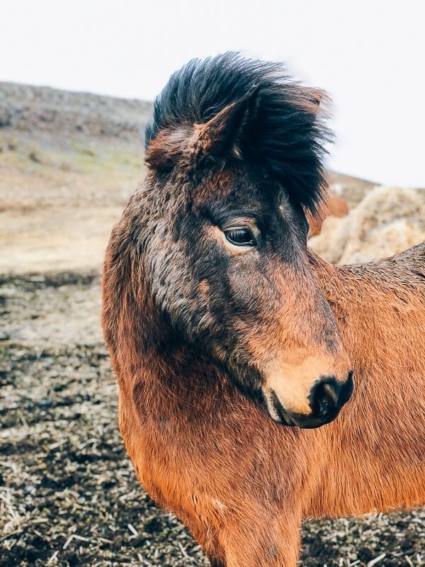 Icelandic Horse