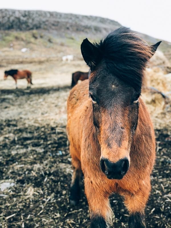 Icelandic Horse