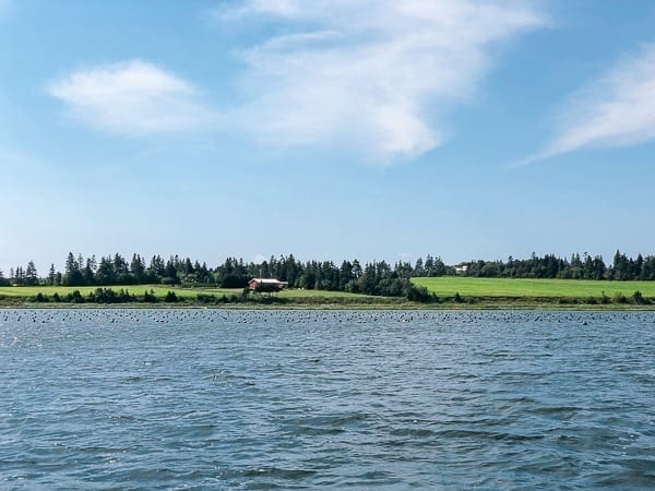 Prince Edward Island Canada - Red Cliffs and Potatoes by thewoksoflife.com