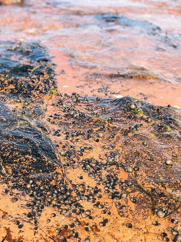 Prince Edward Island Canada - Red Cliffs and Potatoes by thewoksoflife.com