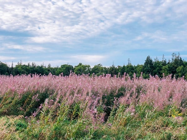 Prince Edward Island Canada - Red Cliffs and Potatoes by thewoksoflife.com