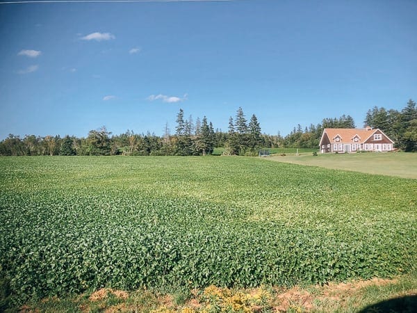 Prince Edward Island Canada - Red Cliffs and Potatoes by thewoksoflife.com