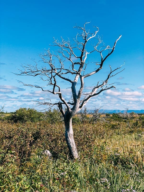 Newfoundland Canada - The Rock by thewoksoflife.com