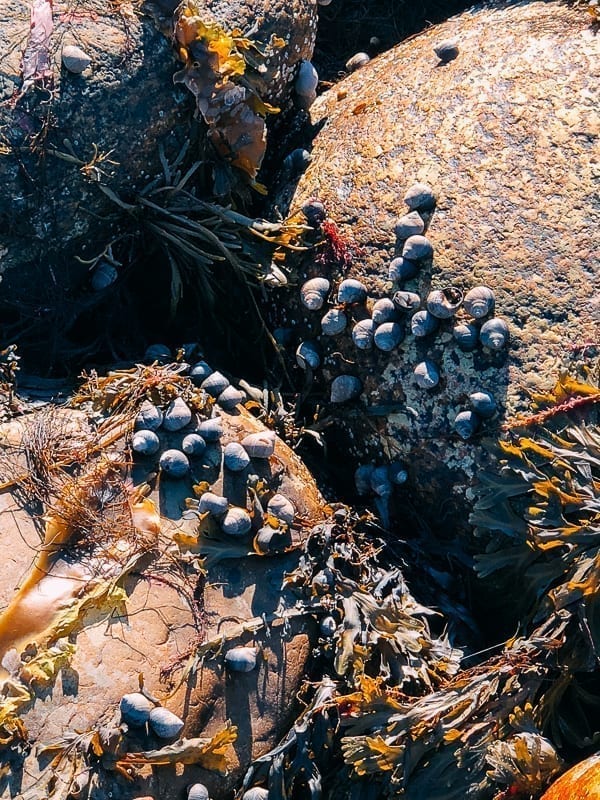 Newfoundland Canada - The Rock by thewoksoflife.com