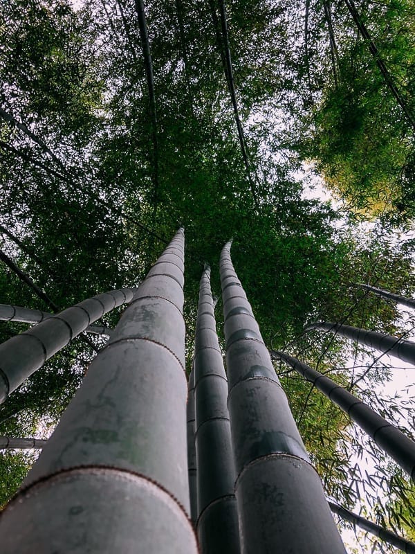 Bamboo Forest