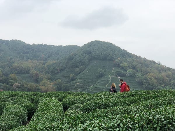 Longjing Terraced Tea Farming