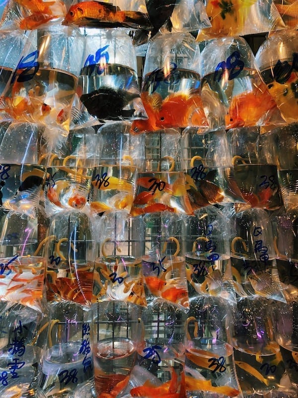 Goldfish Market