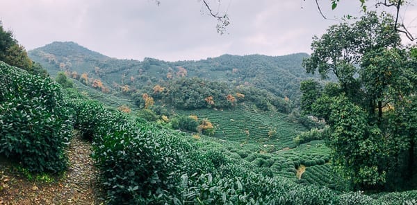 Longjing Tea fields