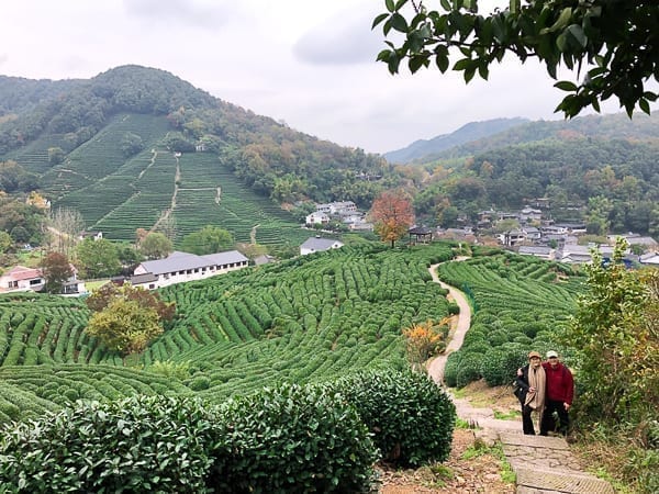 Longjing Tea Village