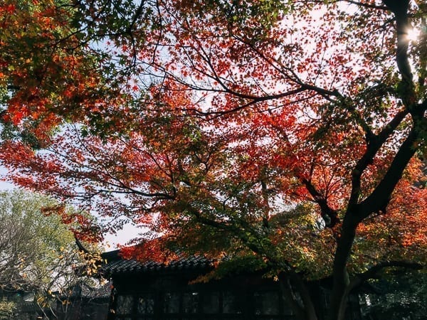 Humble Administrator's Garden